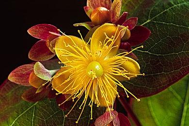 DOTA2 TI11淘汰赛：RNG不敌Entity遗憾出局